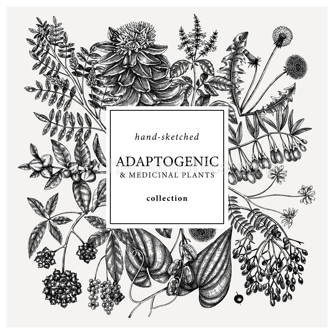 Adaptogenic plants square wreath. Hand-sketched medicinal herbs, weeds, berries, leaves frame design. Perfect for brands, label, packaging. Hand sketched adaptogens outlines. Botanical illustrations. Illustration